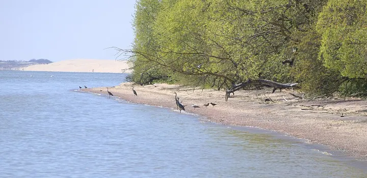 Королевский бор